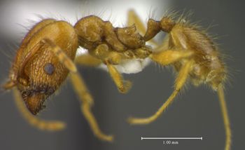 Media type: image;   Entomology 34369 Aspect: habitus lateral view